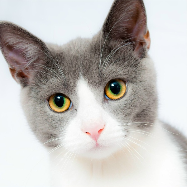 Music for Cats Deluxe, Cat Music Dreams, Pet Care Music Therapy - Nightfall