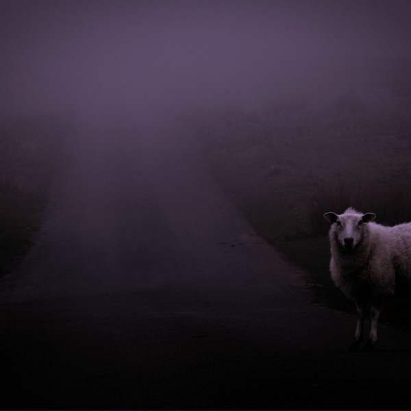 n&oslash;ave - birdland