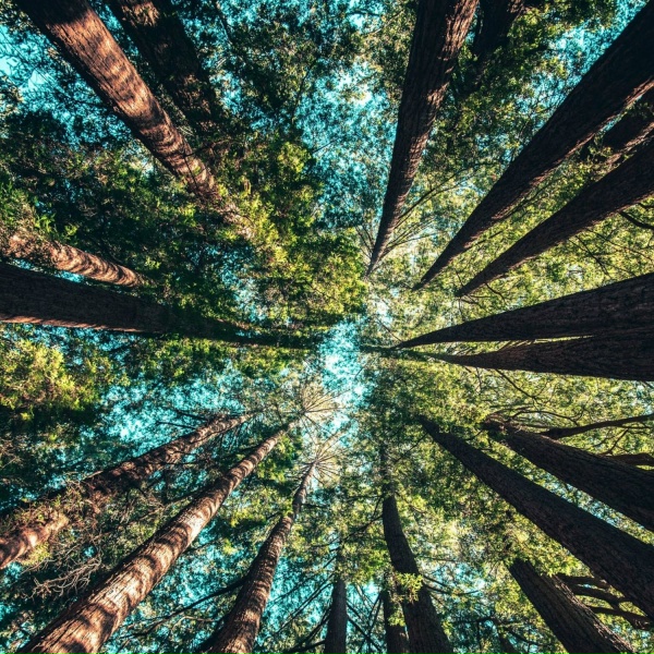 Rest & Relax Nature Sounds Artists, Massage Therapy Music, Spa - Boudica