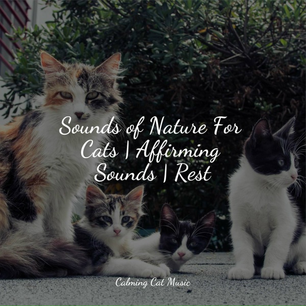 Cats Music Zone, Music for Resting Cats, RelaxMyCat