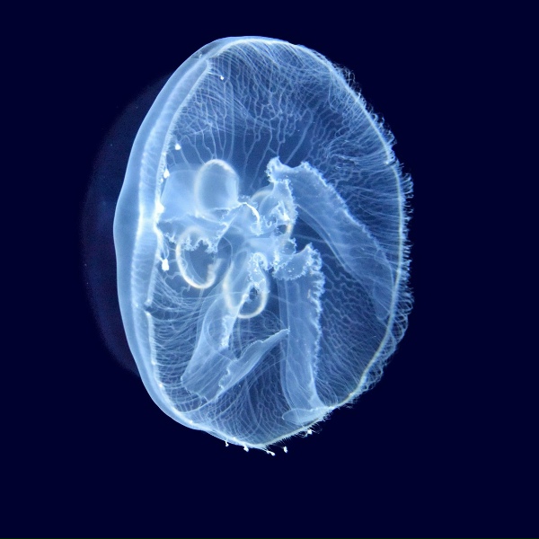 Музыка для Сна, Музыка для Релаксации, Музыка для медитации - bottom of the ocean