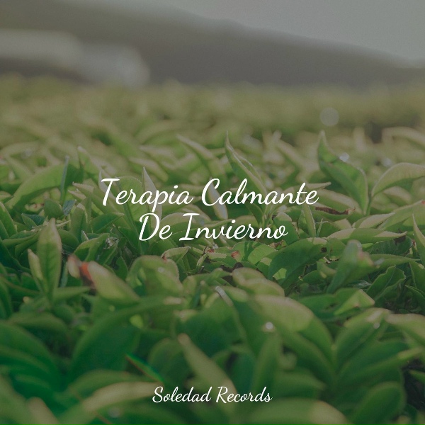 Sonido Del Bosque y Naturaleza, M&uacute;sica a Relajarse, Sue&ntilde;o Lucido - Lago Placentero
