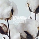 LOVANDA - Лепесток
