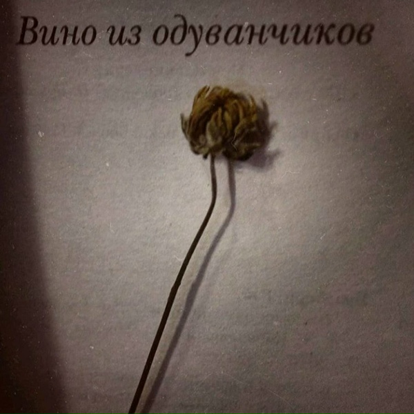 Dandelion Star - Орхидеи в пыли