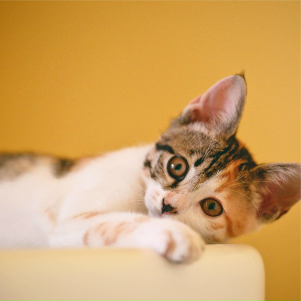Music for Cats Project, RelaxMyCat, Music for Pets Library - Sands of Time