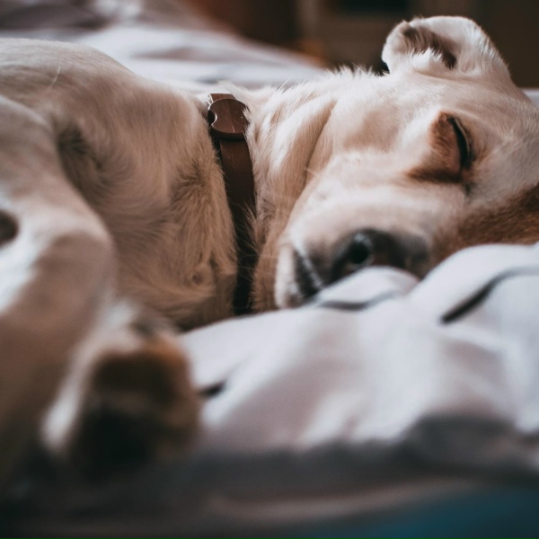 Meditar Profundamente, Sonidos de la Naturaleza, Deep Sleep - Keeping It Calm