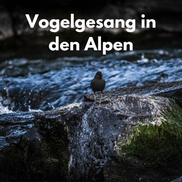Vogelstimmen, The Bird Relaxer, Vogelgezwitscher - Alpenfl&uuml;gel