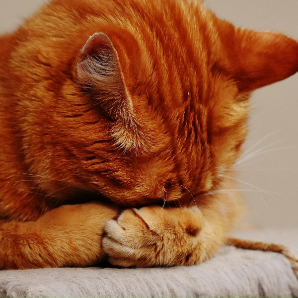 Lullabies for Deep Meditation, Zen Music Garden, Study Music & Sounds - Dreamy
